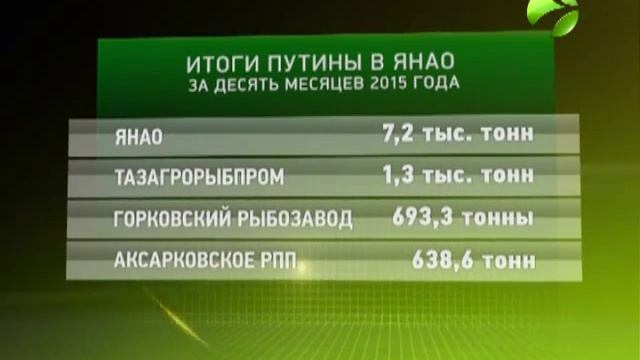 Ямальские рыбаки готовы накормить земляков экологически чистой северной рыбой смотреть онлайн