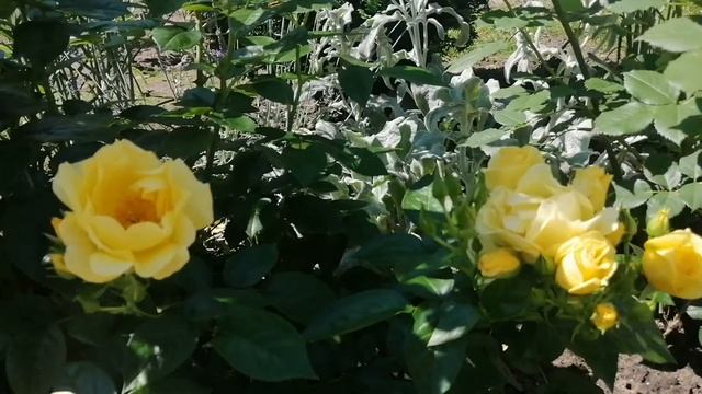 Роза Ханзештадт Росток в моём саду. смотреть онлайн