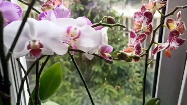 Декілька нових орхідей 🌸💮🌼 смотреть онлайн