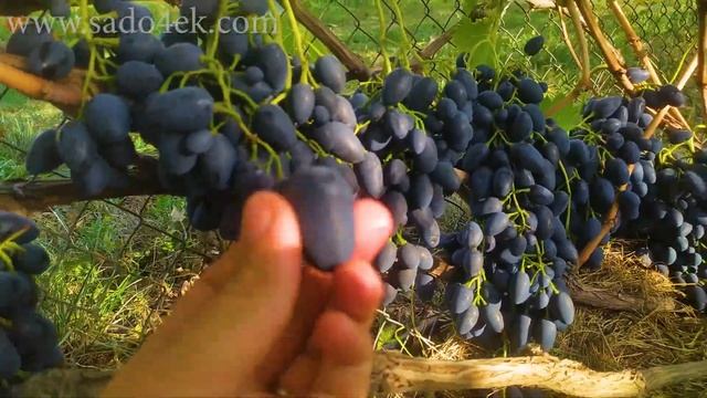 Виноград Надежда АЗОС. Преимущества и недостатки. смотреть онлайн