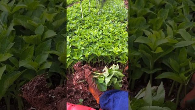 44 Endless Summer Hydrangea continues to be shipped # Hydrangea #shipping смотреть онлайн