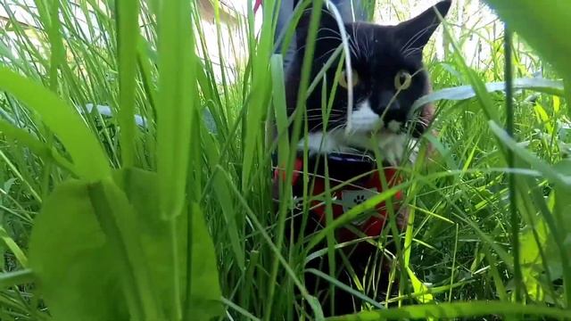 Поводок для кошек. Gps трекер. Прогулка с кошкой/котом. смотреть онлайн