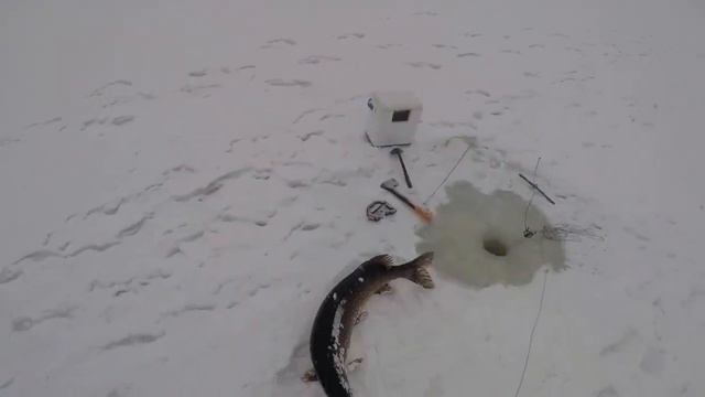 Рыбалка на самодельные жерлицы на щуку. Отличный улов очень рад поймать такие экземпляры смотреть онлайн