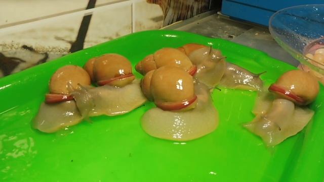 #УЛИТКИ ПРОДАЮ мегалобулимусов облонгусов + КЛАДКА ( яйца ) В ПОДАРОК ПЕРВОМУ ПОКУПАТЕЛЮ ПАРЫ УЛИТО