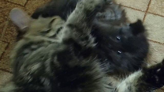 Сибирская кошка. Котятам 1 месяц 7 дней. Сириус играет с Лисаной смотреть онлайн