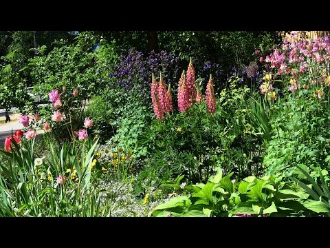 Какие цветы посадить возле дома / вторая половина мая смотреть онлайн