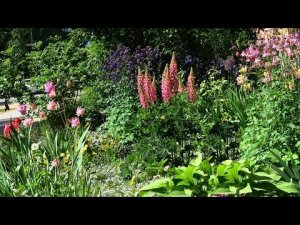 Какие цветы посадить возле дома / вторая половина мая