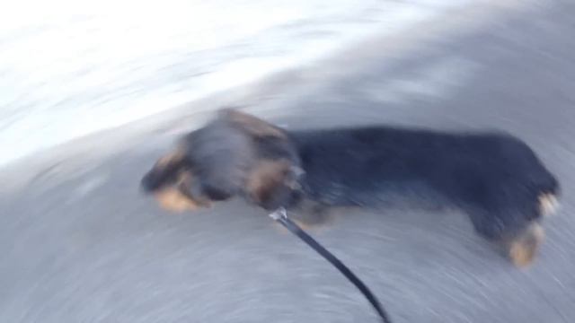 CANE che TIRA al GUINZAGLIO?? FAI COSÌ!! - ADDESTRAMENTO CANI смотреть онлайн