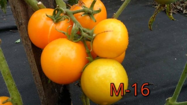 Томаты селекции Сараева от скороспелка.рф