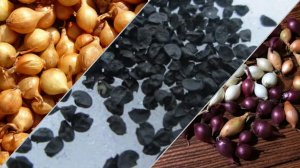 как я выращиваю лук севок из чернушки