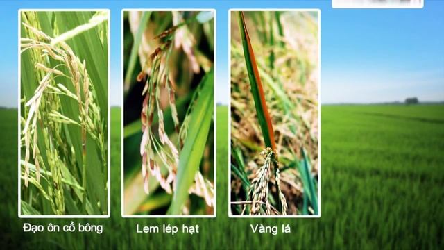 [CORP] SYNGENTA | AMISTAR TOP смотреть онлайн