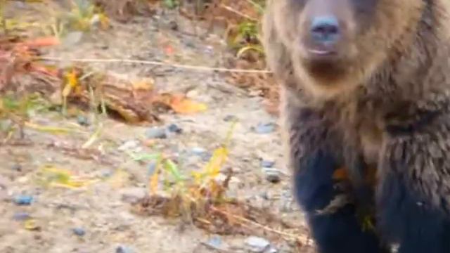 Three Bears (Медведи попрашайки) full. смотреть онлайн