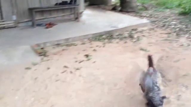 Rooster Group Mating With Single Hen & Chicken смотреть онлайн