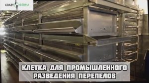 Клетка для промышленного разведения перепелов с механической системой пометоудаления _КОМФОРТ-2_.