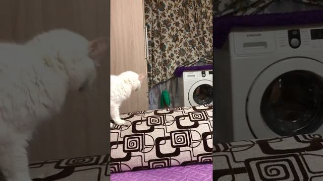 Полный дом кошек и хаски щенок))) смотреть онлайн