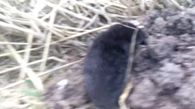 Новый дом малыша крота смотреть онлайн