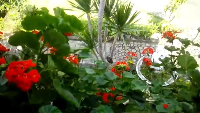 very beautiful red geraniums planted in front of the window смотреть онлайн
