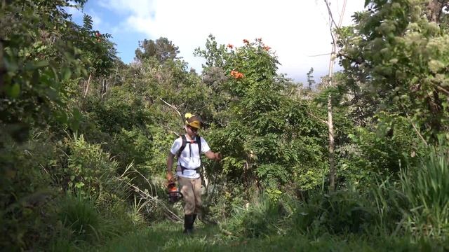 Cortando Gliricidia sepium смотреть онлайн