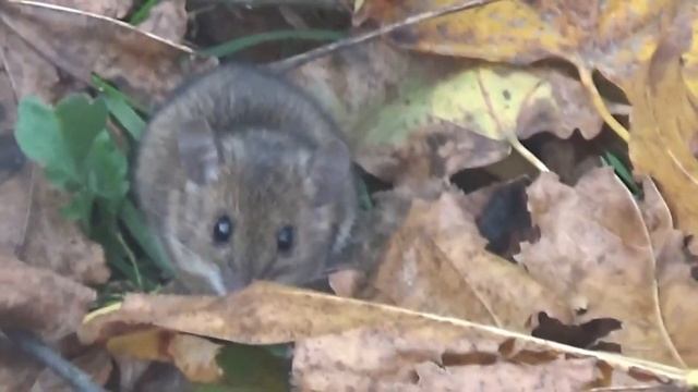Мыши на пасеке. Вредители пчёл. Смелая мышь. смотреть онлайн