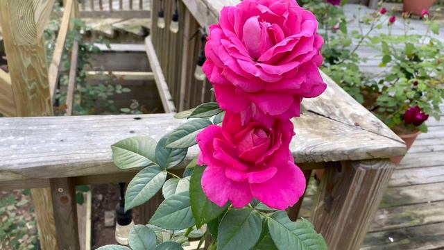 Rose - Pretty Lady смотреть онлайн