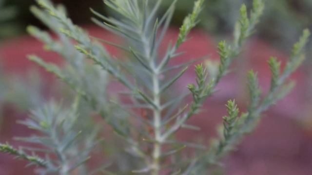 2 Easy ways to Grow Platycladus Orientalis/Morpankhi Plant смотреть онлайн