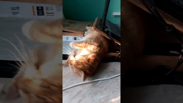 Наблюдение за котом: " Мне здесь нравится..." смотреть онлайн