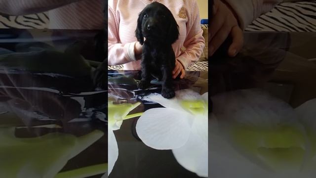Черный мальчик щенок английский кокер спаниель 1 мес и 3 недели смотреть онлайн