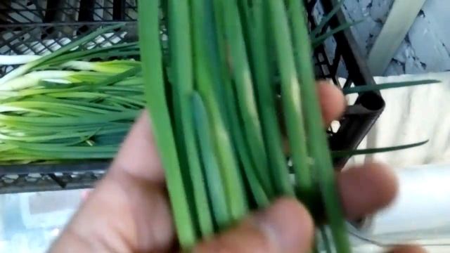 Зеленый лук Украина Лук на перо Уборка лука смотреть онлайн