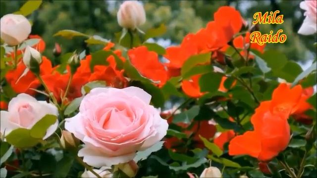 Красивый Французский ШАНСОН | French CHANSON | Welcome ►@MobyLife смотреть онлайн