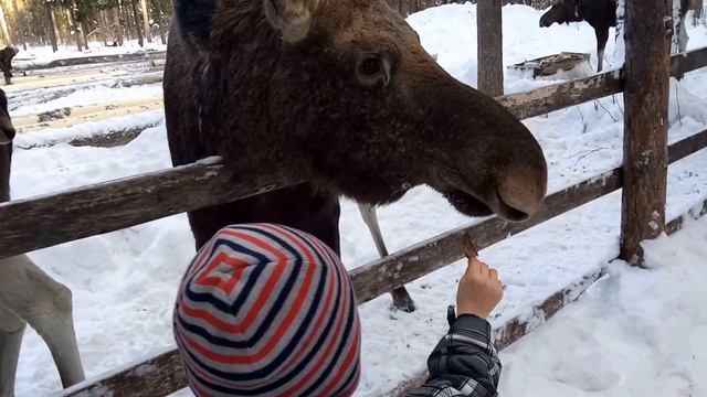 Лосиная ферма - наелись морковкой, ничего не надо?! смотреть онлайн