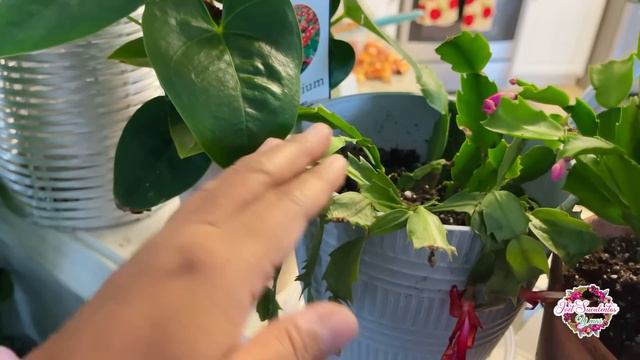 PROGRESO DE LAS PLANTAS DE MI CUÑADA, su decoración navideña y una receta natural смотреть онлайн