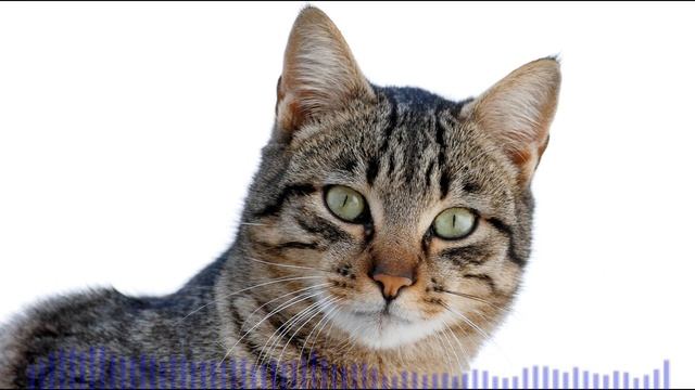 Cat Sound Effects (Meow) | No Copyright смотреть онлайн