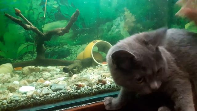 Кошачья рыбалка смотреть онлайн
