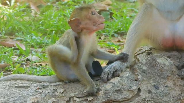 Monkey Dutchess Clean Insect From Her Poor Baby Dakota And Dakota