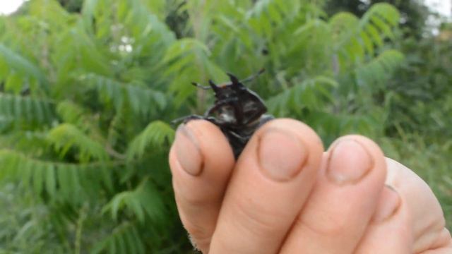 На запах меда прилетела самка оленя. Нескучная жизнь. смотреть онлайн