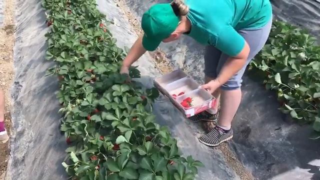 Сбор крымской клубники 1 смотреть онлайн