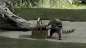 Еноты это что то)))