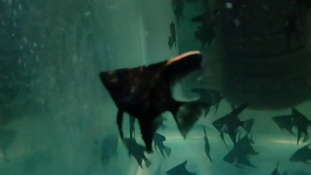 Скалярия Черная Мамба смотреть онлайн