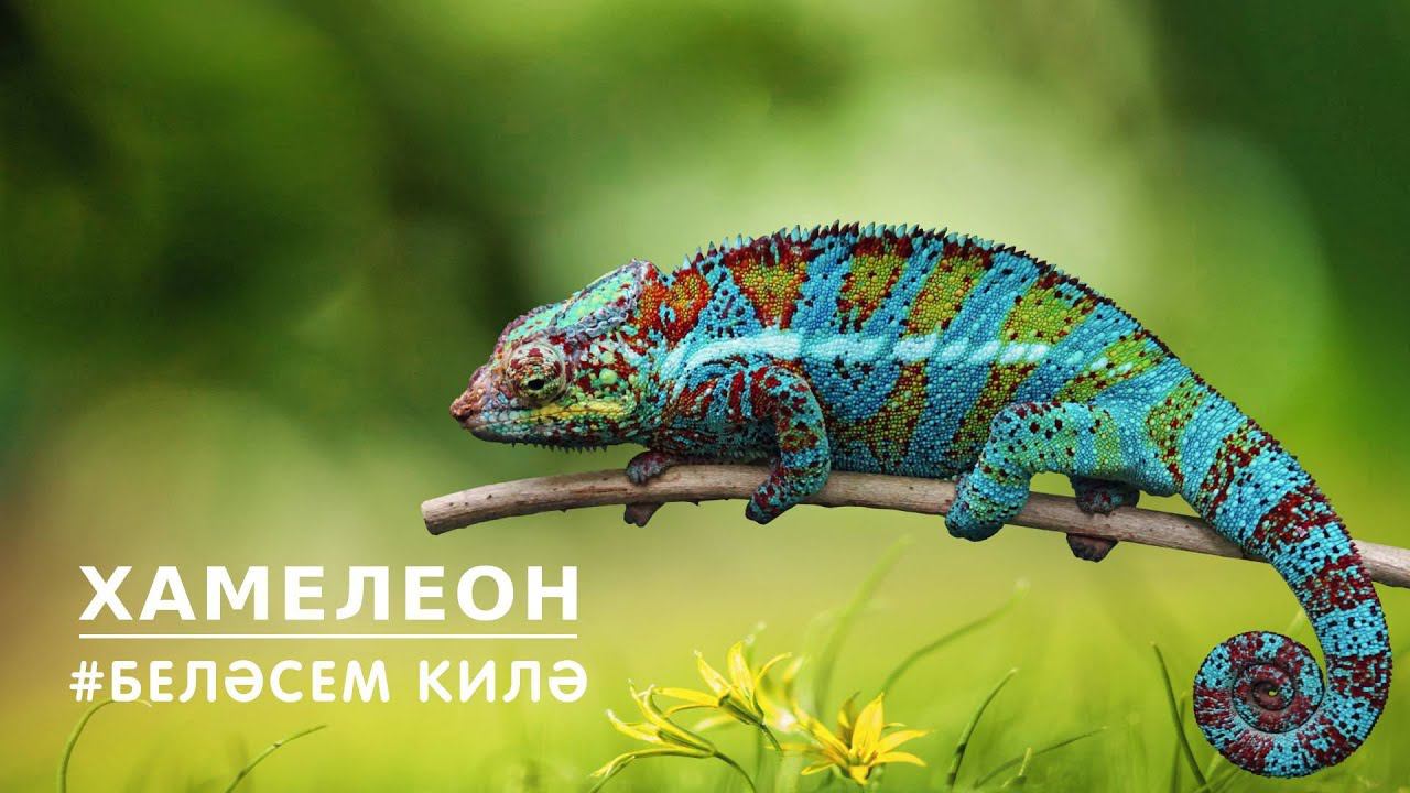 БЕЛӘСЕМ КИЛӘ: хамелеон / Chameleon смотреть онлайн