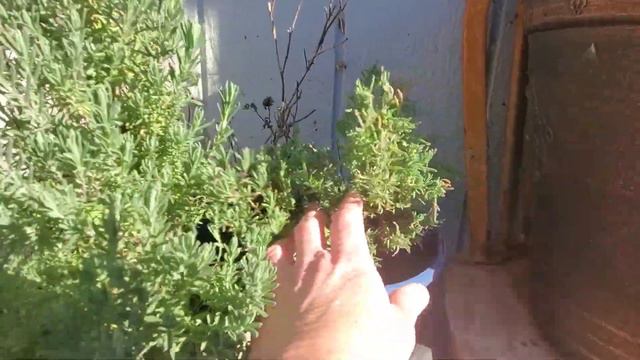 Lavender Seedlings Update ~ Planning a Wild Lavender Garden! смотреть онлайн