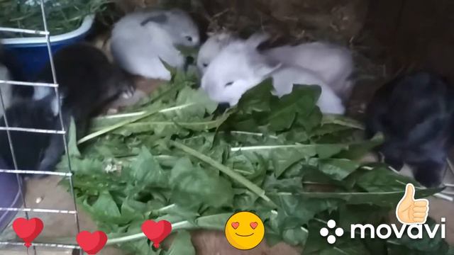 Крольчата. 15 дней. Крольчата пытаются кушать. смотреть онлайн