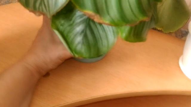 Комнатные растения, коллекция моих калатей, экзотика в доме смотреть онлайн