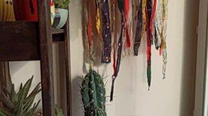 Комнатные цветы. Очиток  Моргана. Седум Бурито. Уход и размножение.