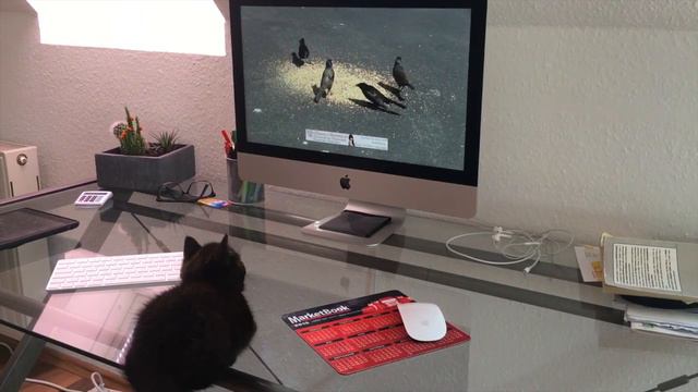 Mischka. Один день из жизни кошки.  One Day In The Life Of A Cat.