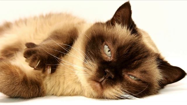 #6|🐱Музыка для кошек и котов🐱  Успокойте ваших кошек музыкой, помогите котам спать