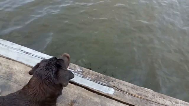 дрессировка лабрадора-ретривера/labrador retriever training смотреть онлайн