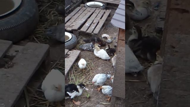 месячные муларды и индоутята смотреть онлайн