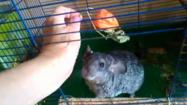Смешная шиншилла смотреть онлайн