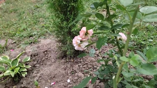 УДАЛЯТЬ или ОСТАВЛЯТЬ отцветшие бутоны с семенами?