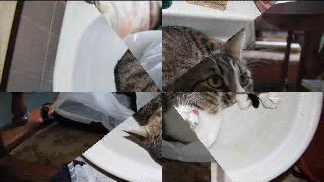 Мой кот Шустрик